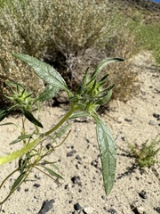 Helianthus deserticola, photograph (c) Matt Berger, some rights reserved (CC BY)