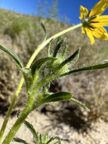 Helianthus deserticola, photograph 6