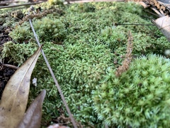 Tortella flavovirens