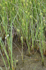 Carex scabrifolia