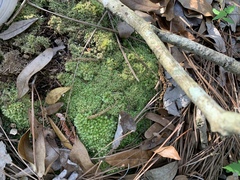 Tortella flavovirens