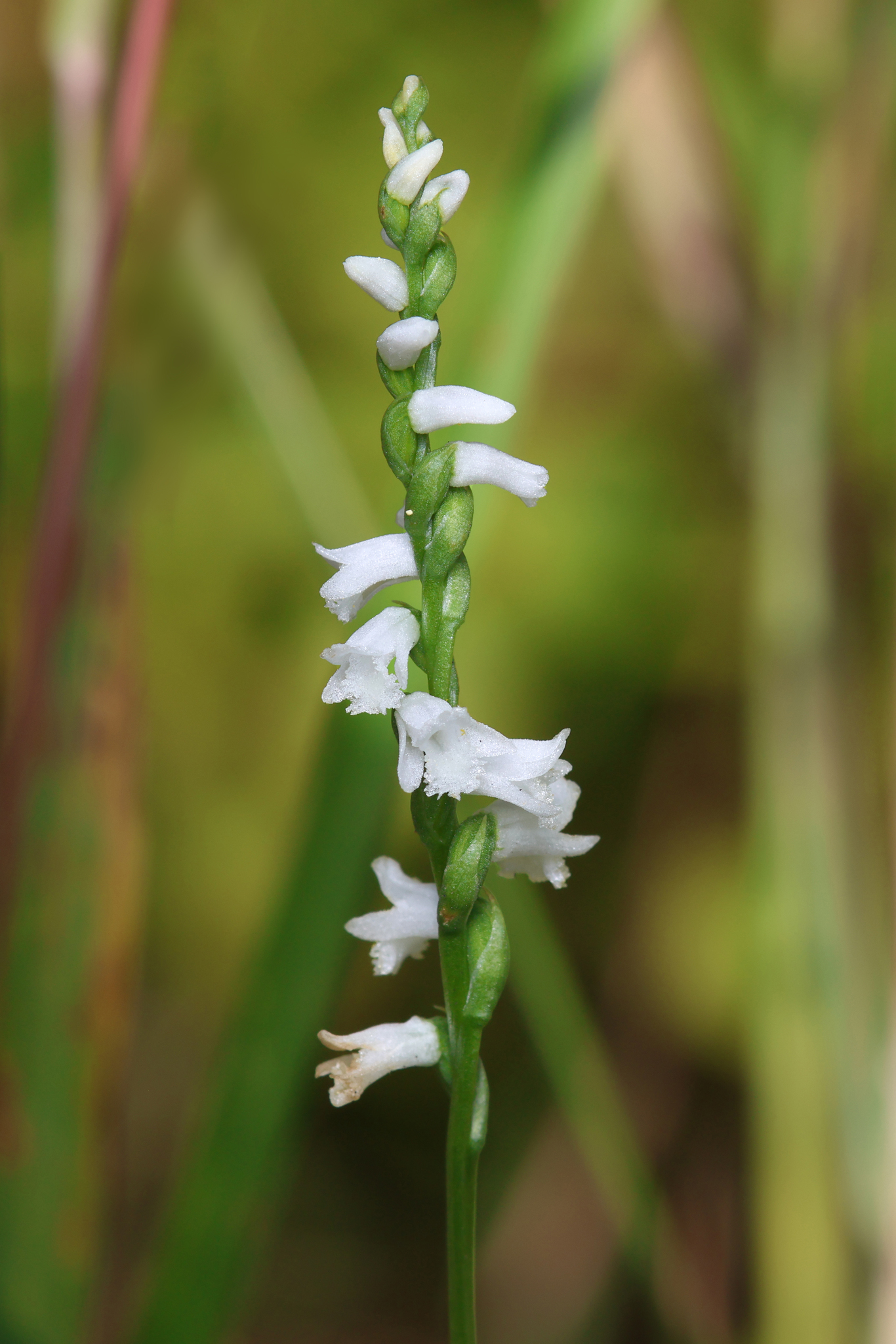 Spiranthes tuberosa