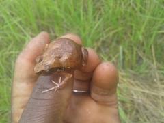 Arthroleptis stenodactylus