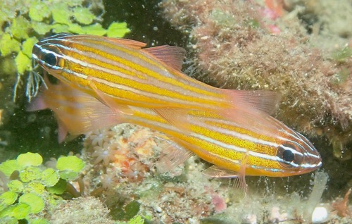 Ostorhinchus wassinki