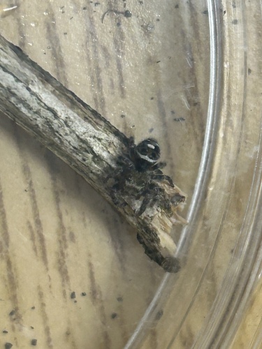 Bold Jumping Spider photographed in Indiana
