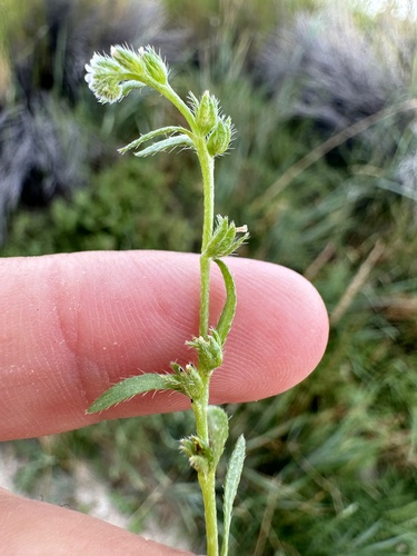 Plagiobothrys scouleri iNat (2)