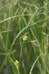 Carex scabrifolia