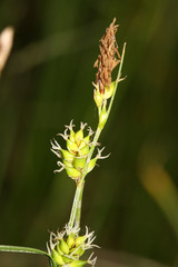 Carex scabrifolia