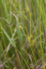 Carex scabrifolia