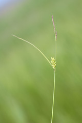 Carex scabrifolia