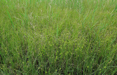 Carex scabrifolia