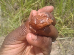 Arthroleptis stenodactylus