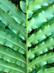 Blechnum chilense