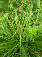Carex schmidtii