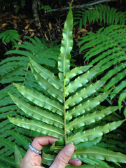 Blechnum chilense