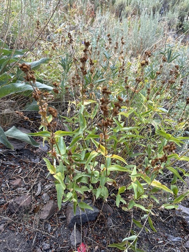 Image of Penstemon watsonii by (c) Matt Berger, some rights reserved (CC BY)