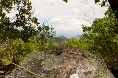 Xenosaurus phalaroanthereon