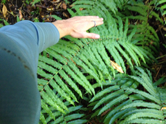 Blechnum chilense