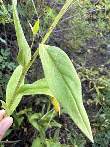 Image of Mertensia cusickii by (c) Matt Berger, some rights reserved (CC BY)