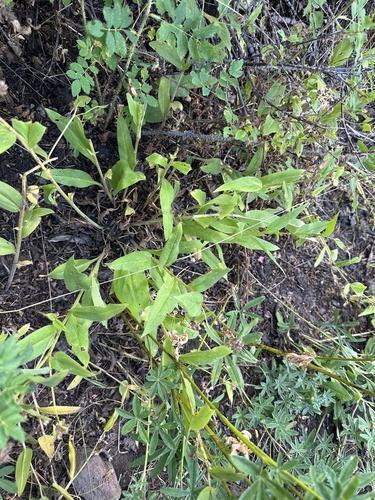 Toiyabe bluebells (Mertensia cusickii)