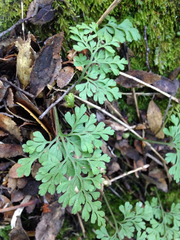 Asplenium dareoides