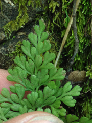 Asplenium dareoides