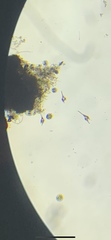 Miozoa