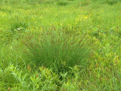 Carex schmidtii