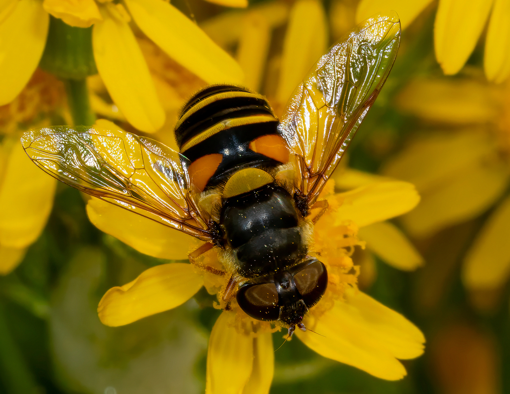 Transverse-banded Flower Fly from Bar Harbor, ME 04609 on June 8, 2021 ...