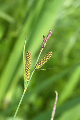Carex schmidtii