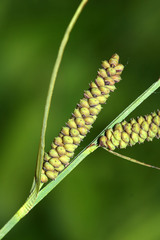 Carex schmidtii