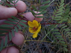 Chamaecrista deeringiana