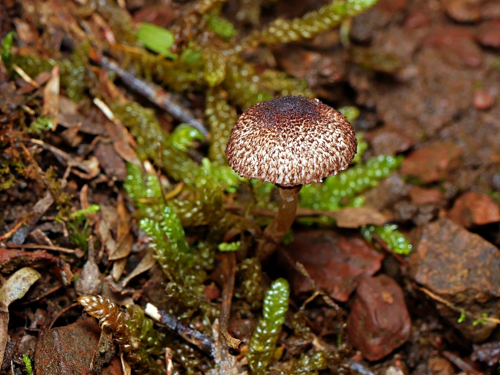 Leucocoprinus haemorrhagicus