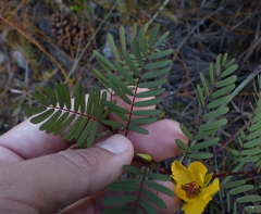 Chamaecrista deeringiana