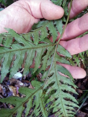 Pteris carsei