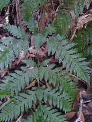 Pteris carsei