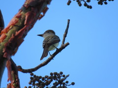 Myiarchus tyrannulus