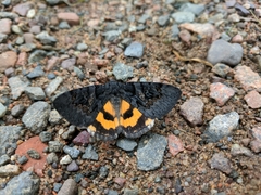 Catocala antinympha