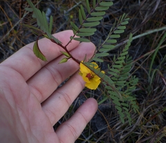 Chamaecrista deeringiana