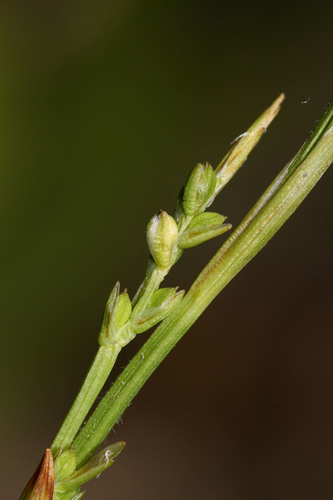 Creeping Broad-leaved Sedge