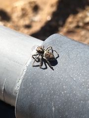 Menemerus semilimbatus