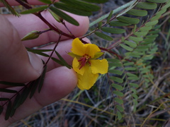 Chamaecrista deeringiana