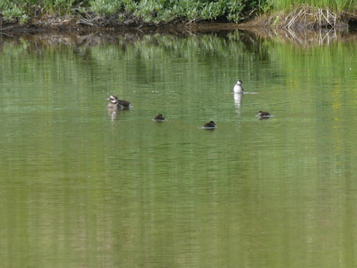 Long-tailed Duck (Clangula hyemalis)