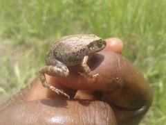 Arthroleptis stenodactylus