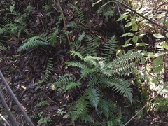 Asplenium lamprophyllum