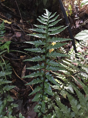 Asplenium lamprophyllum