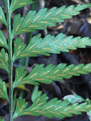 Asplenium lamprophyllum