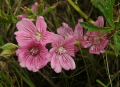 Sidalcea malviflora malviflora