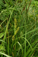 Carex sordida