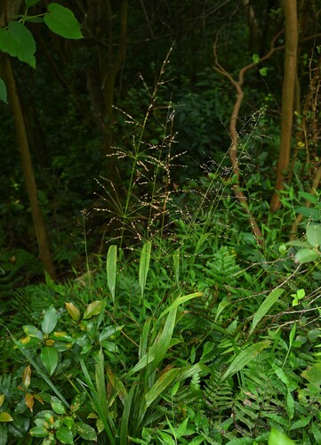 Phaenosperma globosum iNat (1)